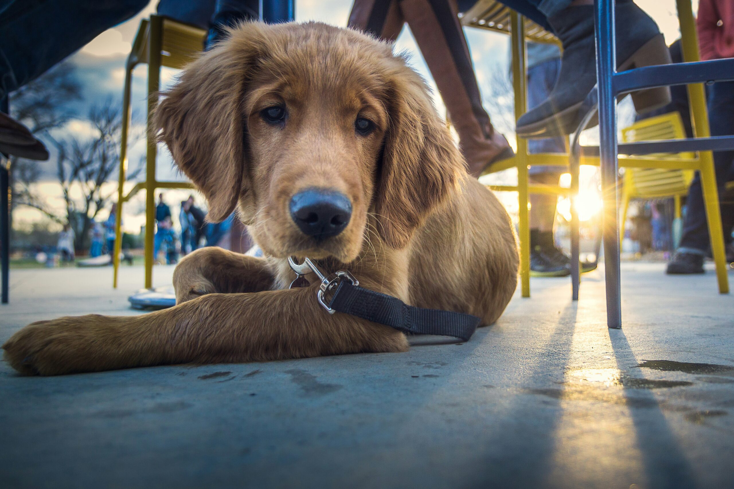 A dog settled calmly under a pub table during class