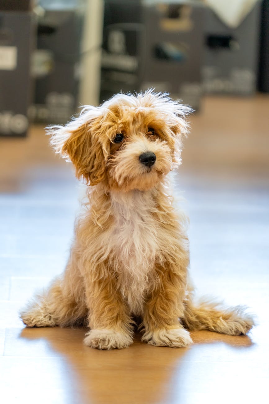 A calm puppy after starting Build training