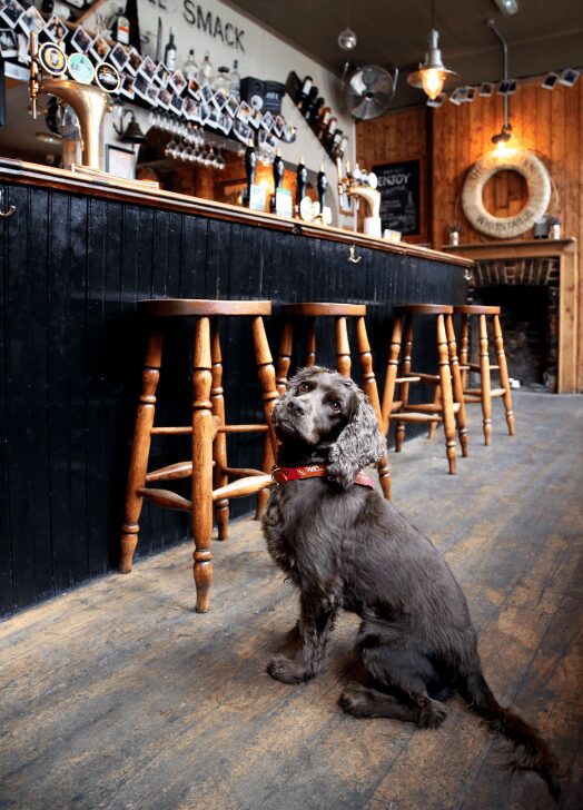 A dog relaxing calmly at a pub during a Puppy Pros Training group class