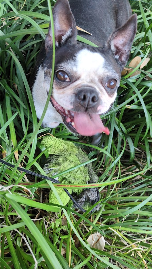 Frankie, Tonya's Boston Terrier