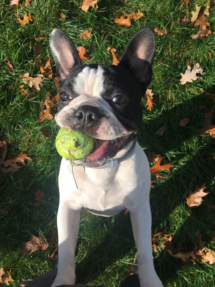 Birdie Mae, Tonya's Frenchton