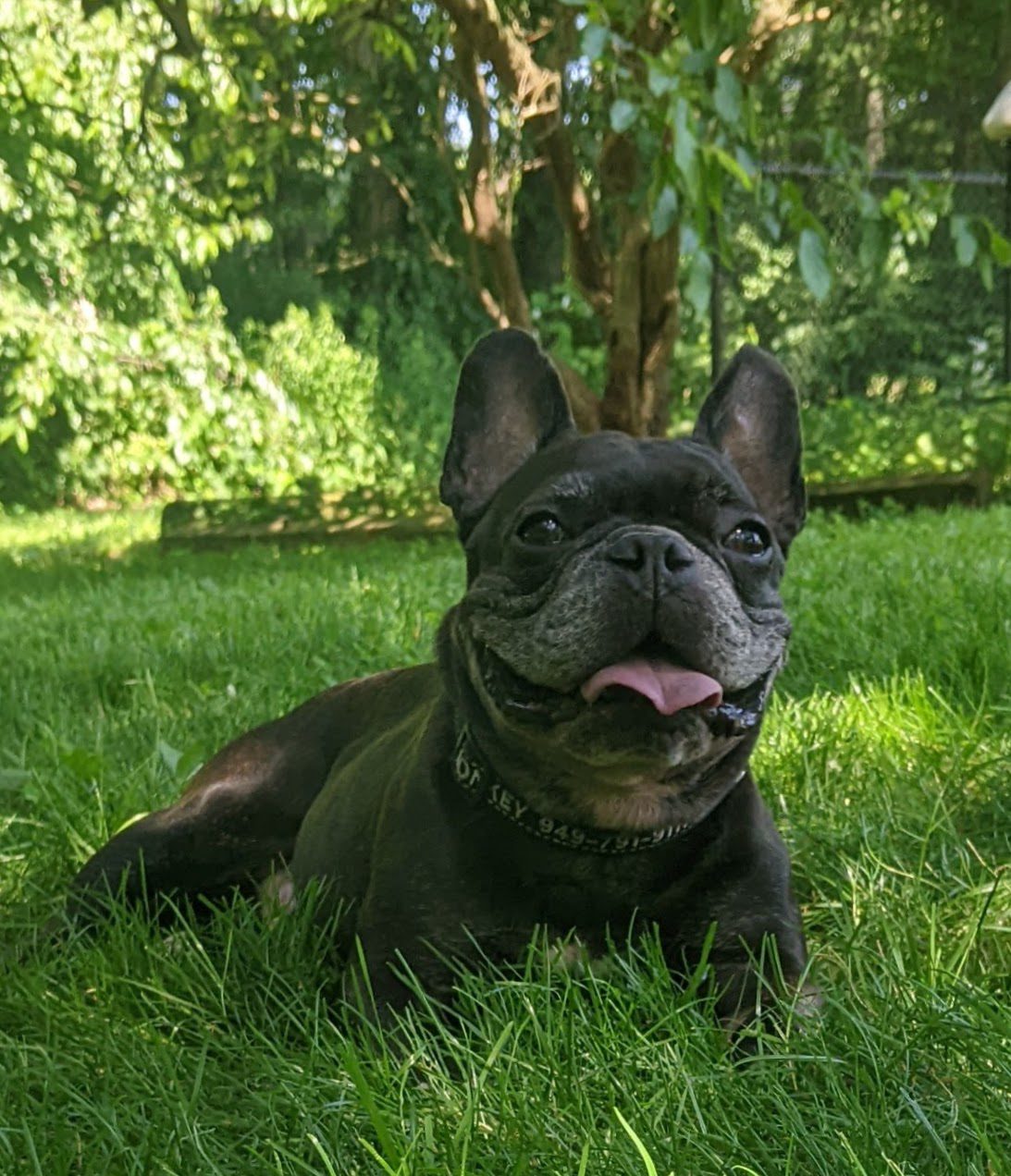 Monkey, Tonya's French Bulldog