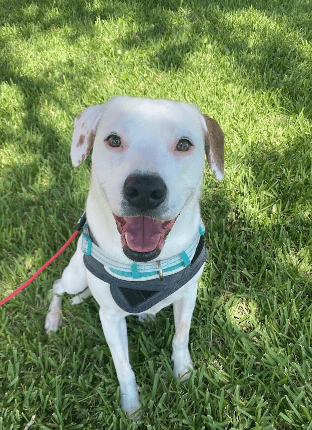Bella, a dog who worked through leash reactivity and anxiety with a custom training plan