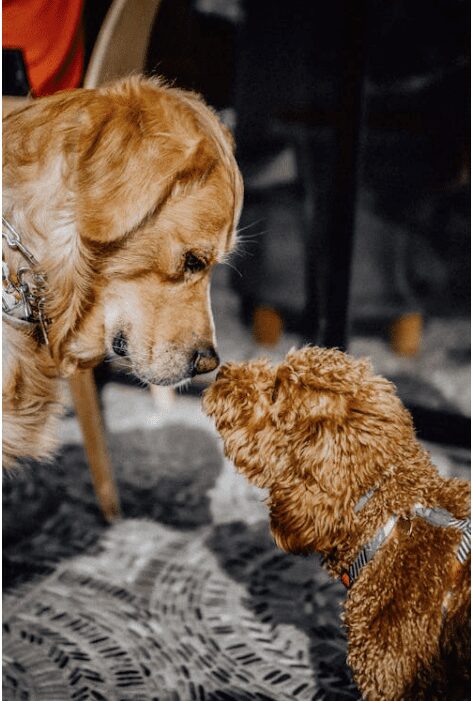Dogs practicing calm greetings at a brewery