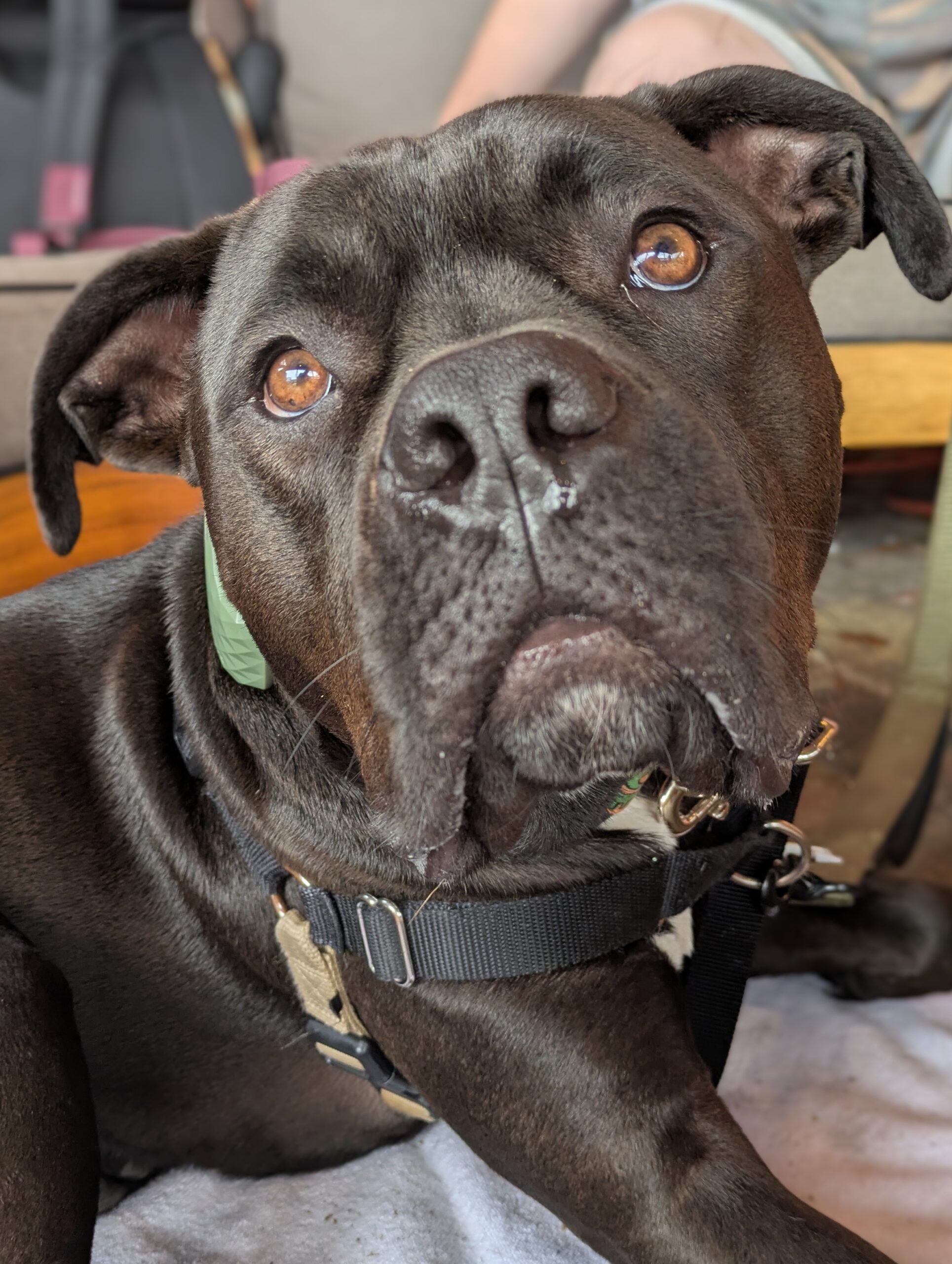 Bruce
