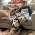 Dallas, a young Siberian Husky, lying down and relaxed after training