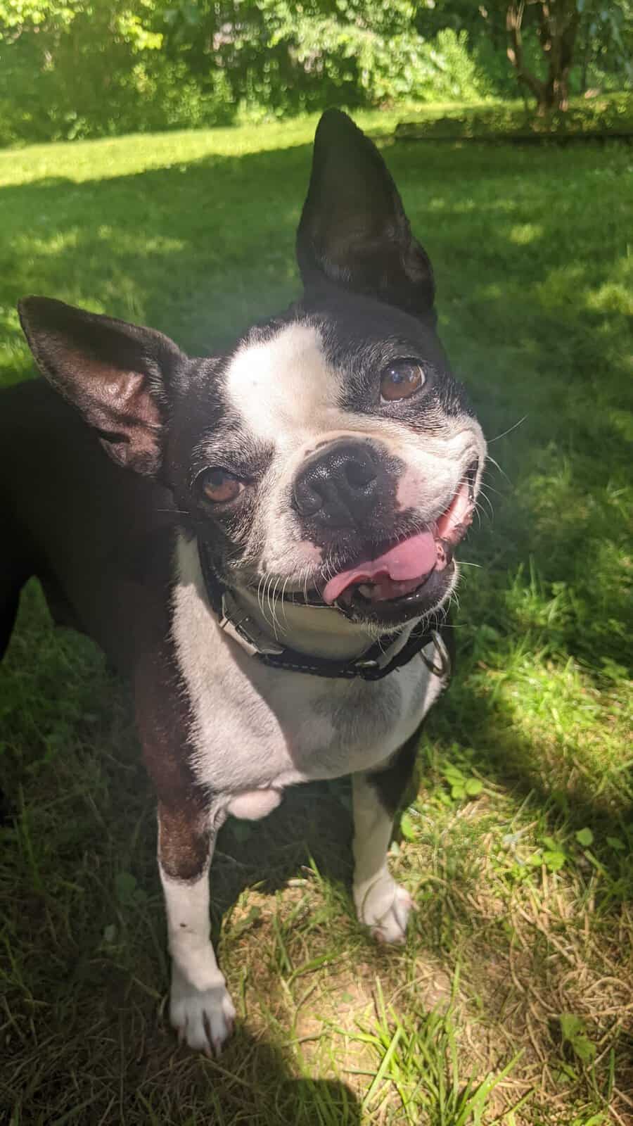 Frankie, Tonya's Boston Terrier