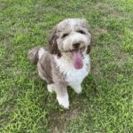 Tammy Grimsey and Maverick, an Aussiedoodle from Waterford, Connecticut