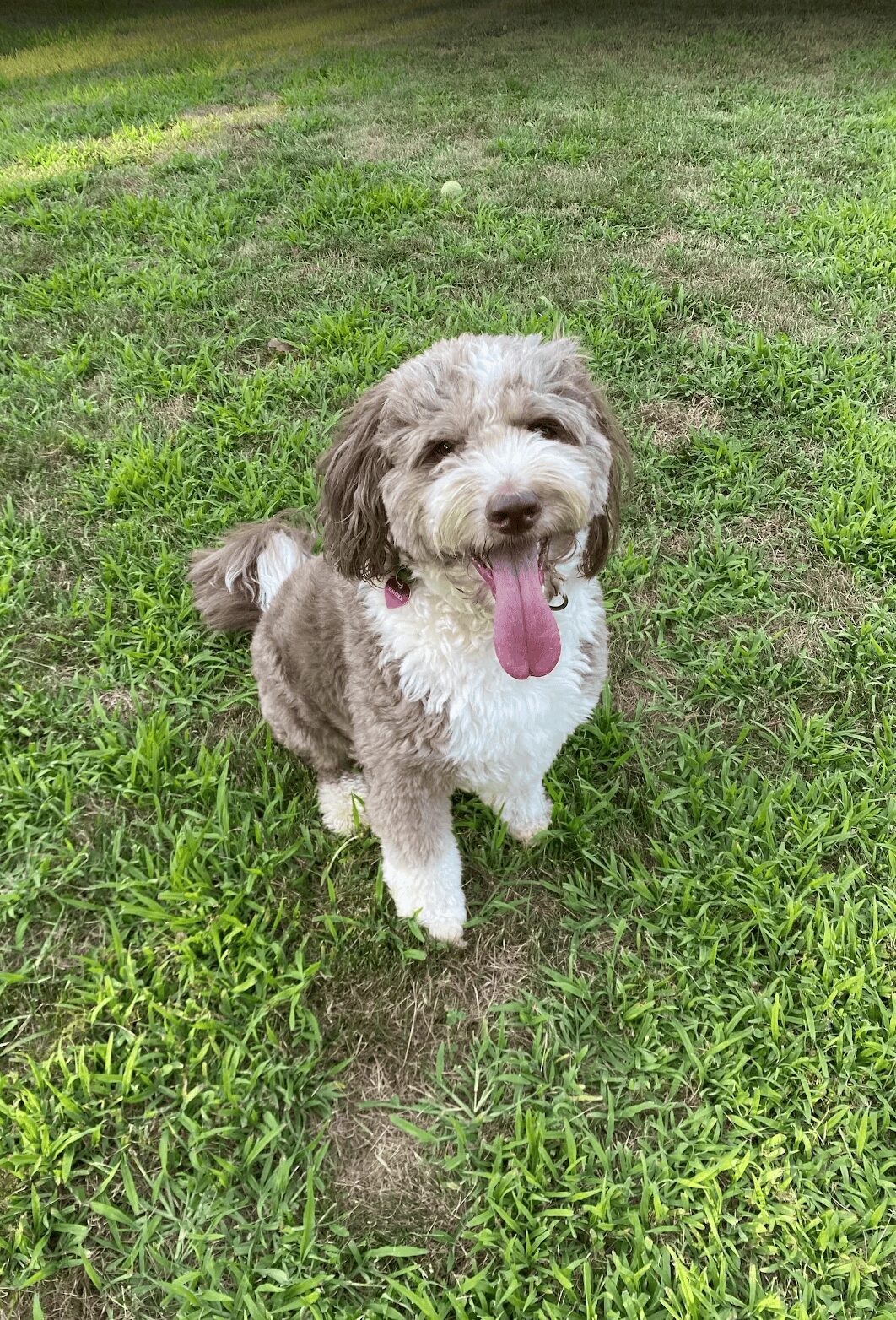 Maverick, an Aussiedoodle, walking calmly on a loose leash during a training session