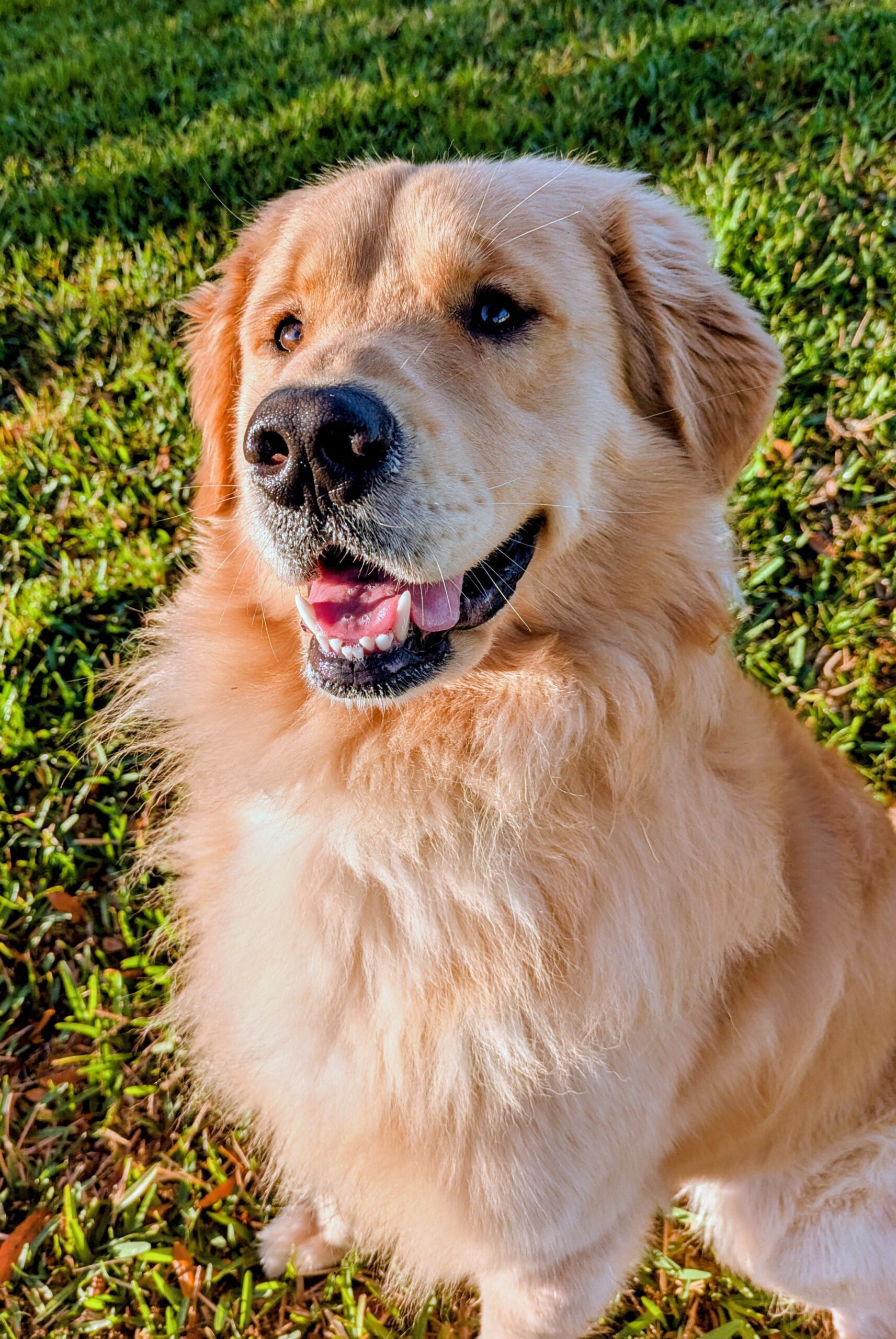 Oliver