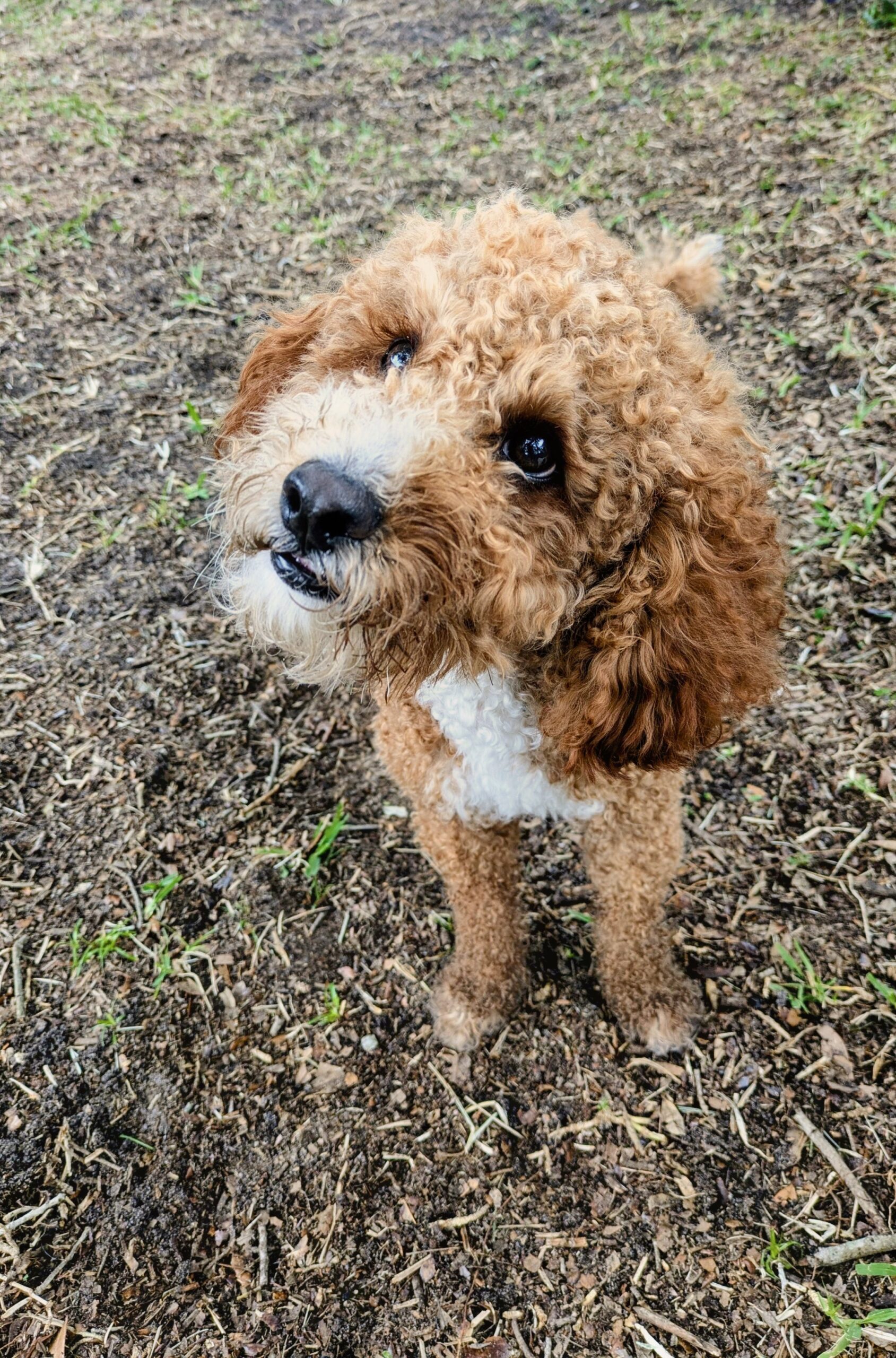 Luca