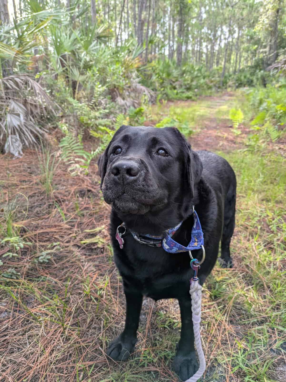 Bailey walking on a loose leash in Brevard County, Florida