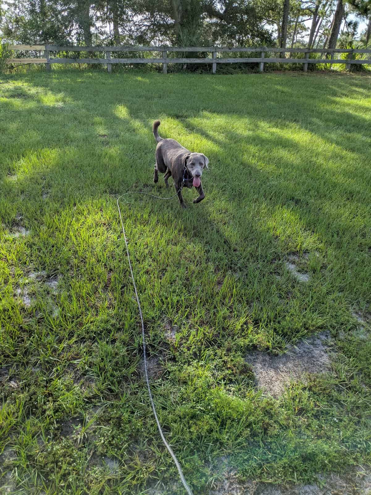 Cooper, a silver Labrador, recalling to his handler on a long line in a fenced Florida yard
