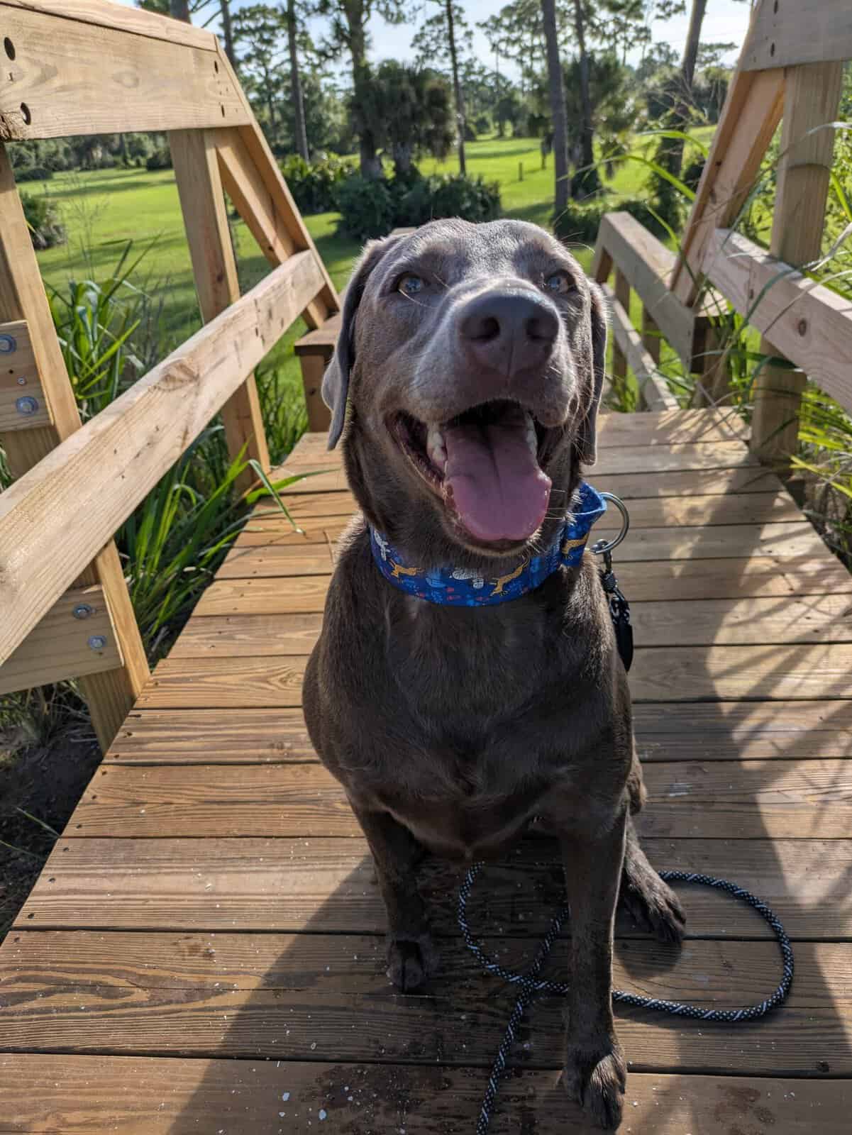 Cooper, a silver Labrador, holding a sit on the boardwalk at Wickham Park in Melbourne, Florida