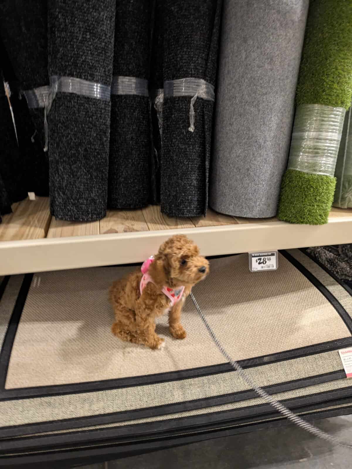Lottie, a young puppy, holding a sit on leash inside a busy hardware store
