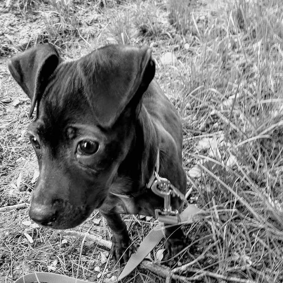 Marley, a small dark puppy on a leash in tall grass