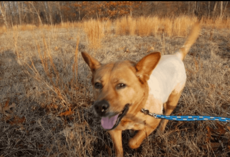 Reactive dog training in Melbourne, FL: a dog working under threshold on leash