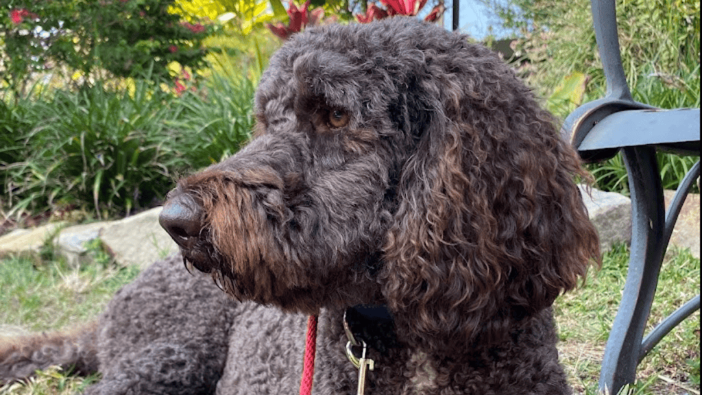 Ripley, a Goldendoodle, settled calmly on leash during a training session at Rockledge Gardens in Brevard County, Florida