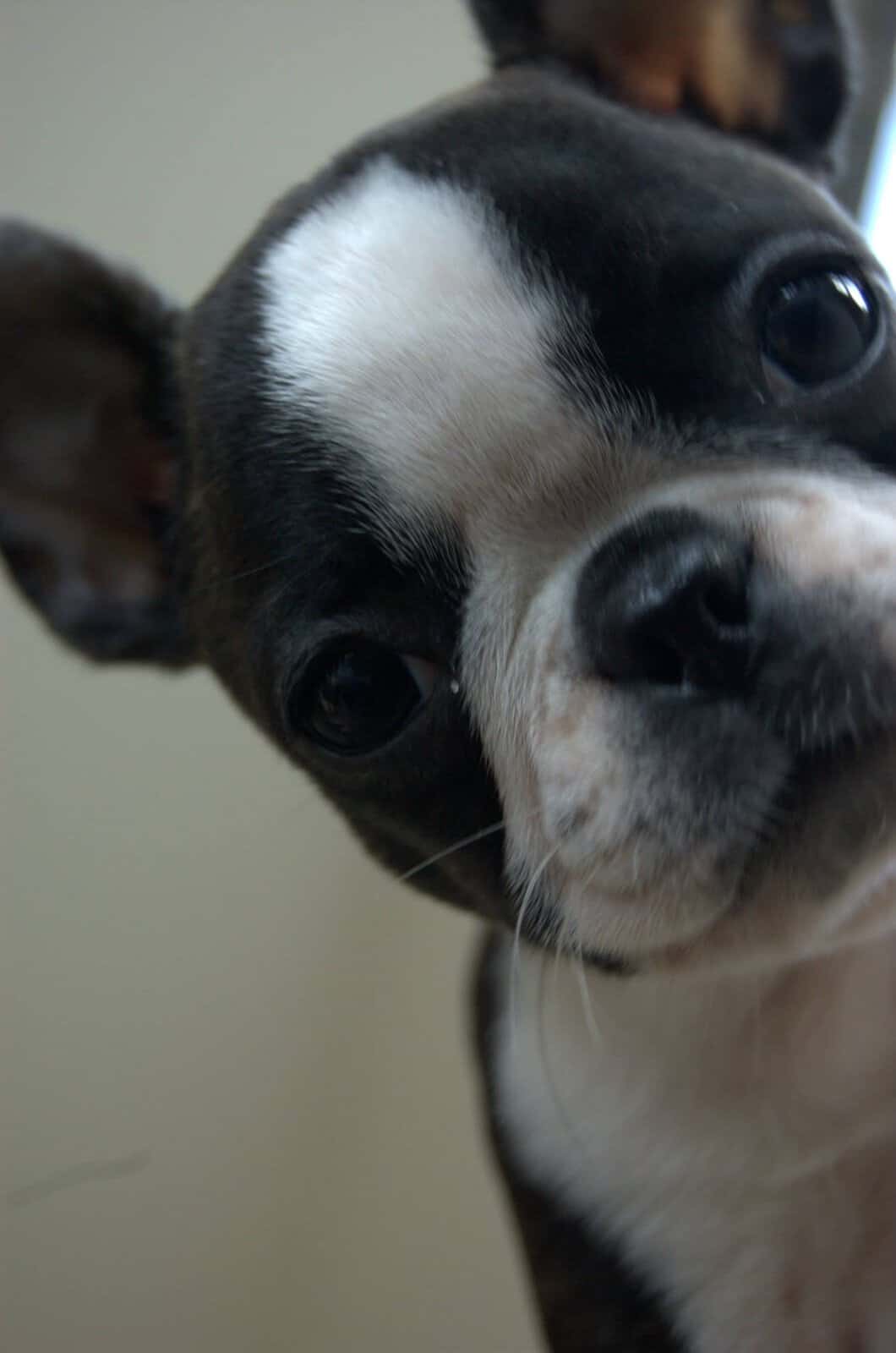 Rosie, a Boston Terrier puppy, close up and looking at the camera