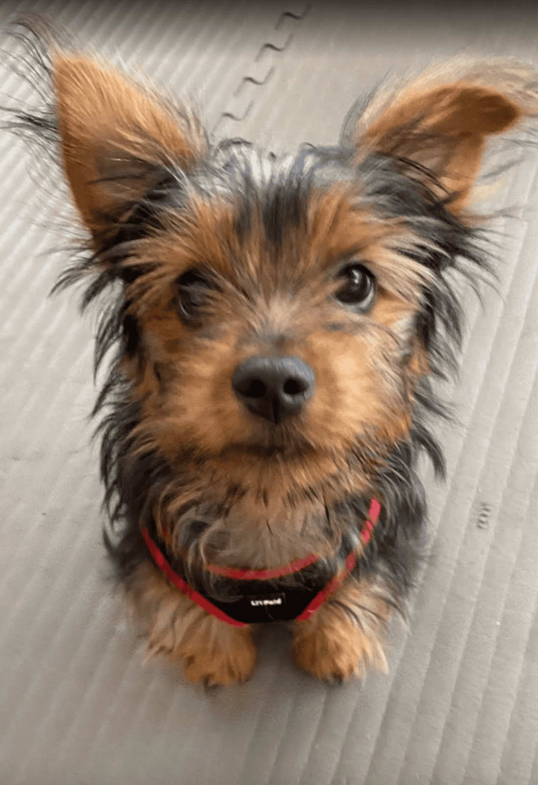 Scout, a Yorkshire Terrier puppy, sitting and looking up at the camera