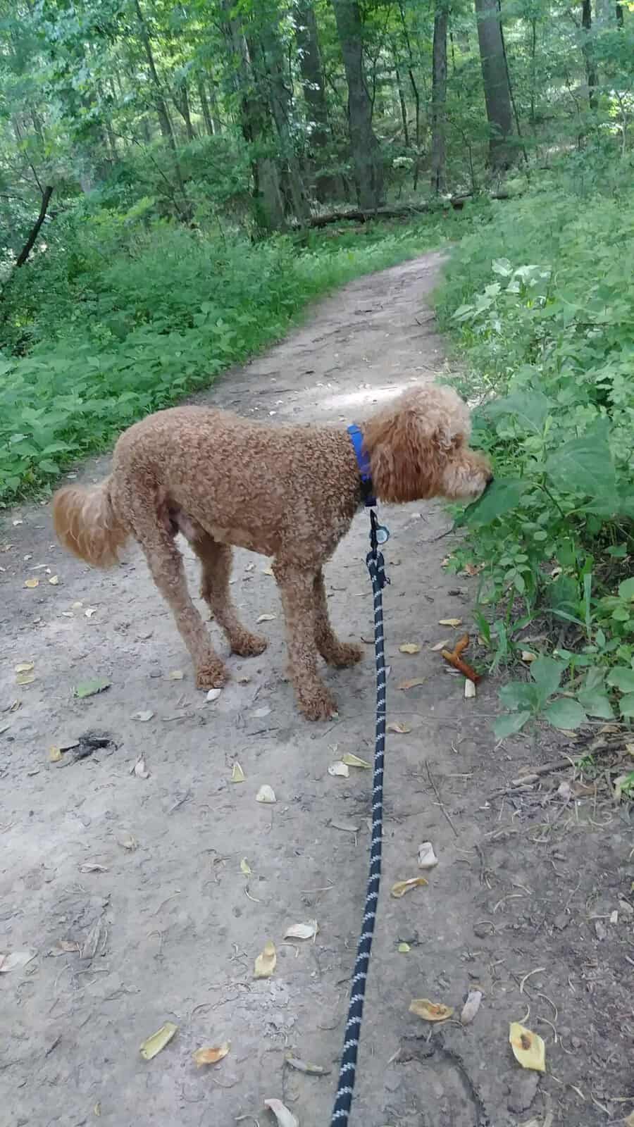 A dog sniffing the ground on a slack leash during a loose-leash walk in Brevard County, Florida
