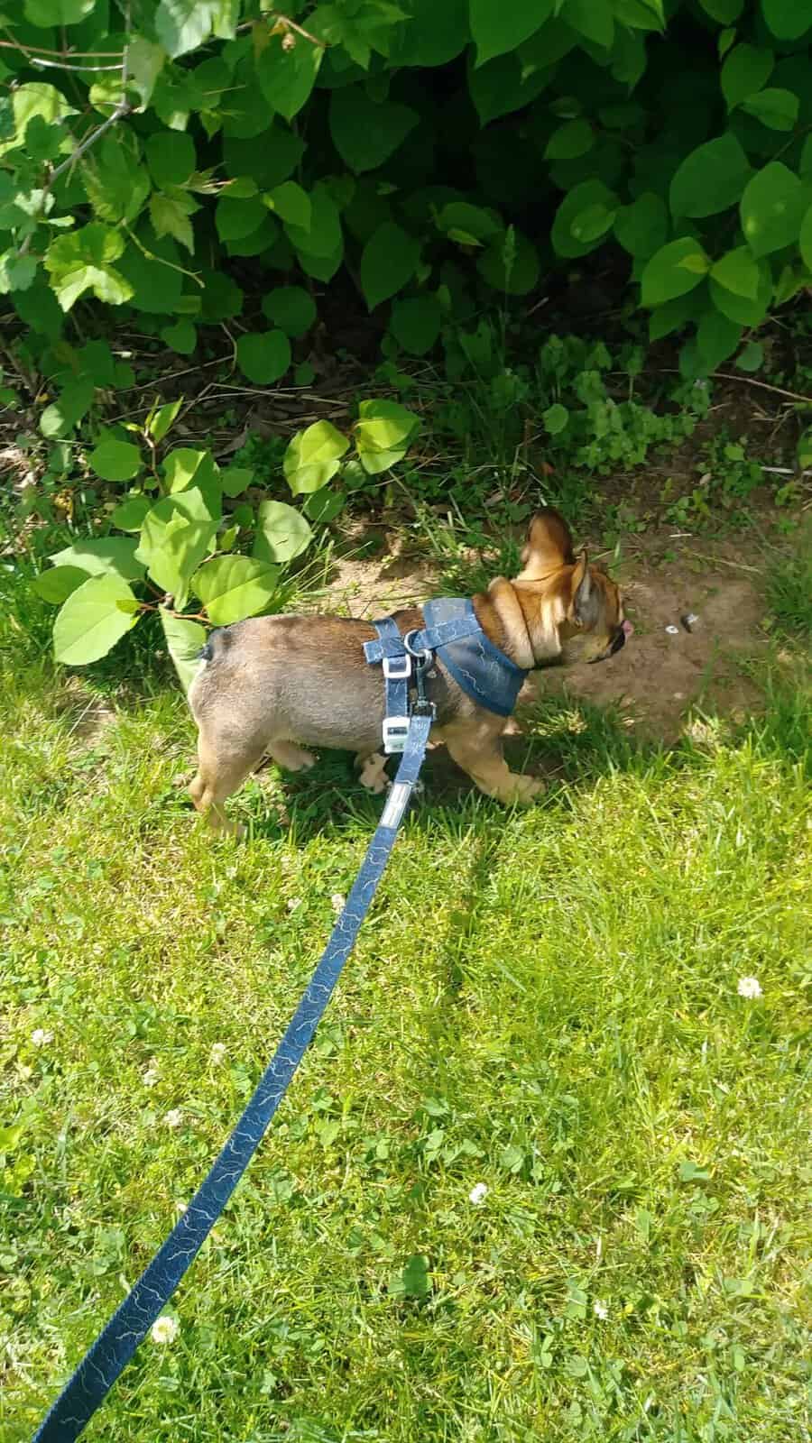 A French bulldog walking on a loose leash through the grass during training in Melbourne, Florida