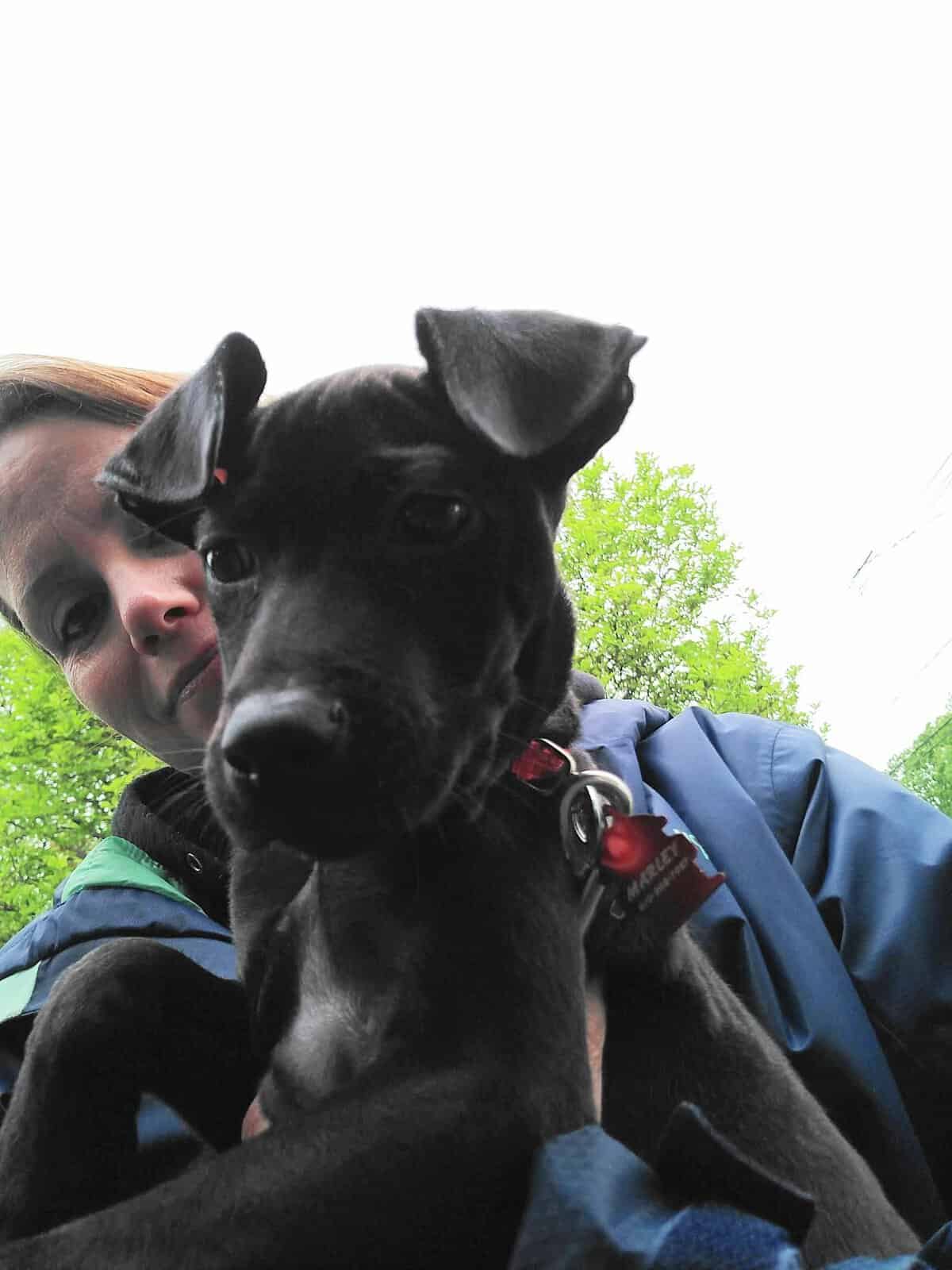 Tonya working with a puppy during a socialization session on the Space Coast