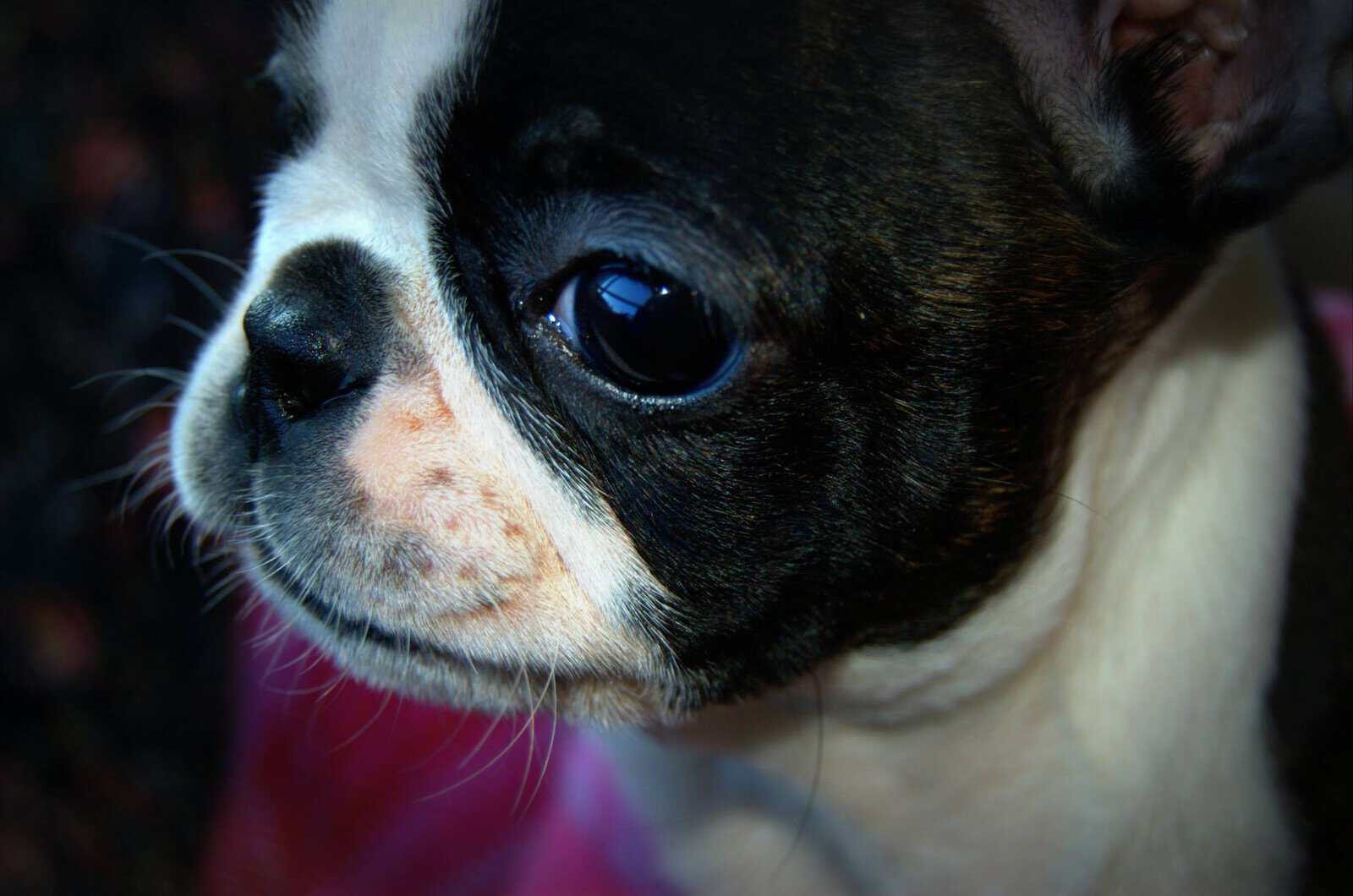 A young puppy in training with Puppy Pros in Melbourne, Florida