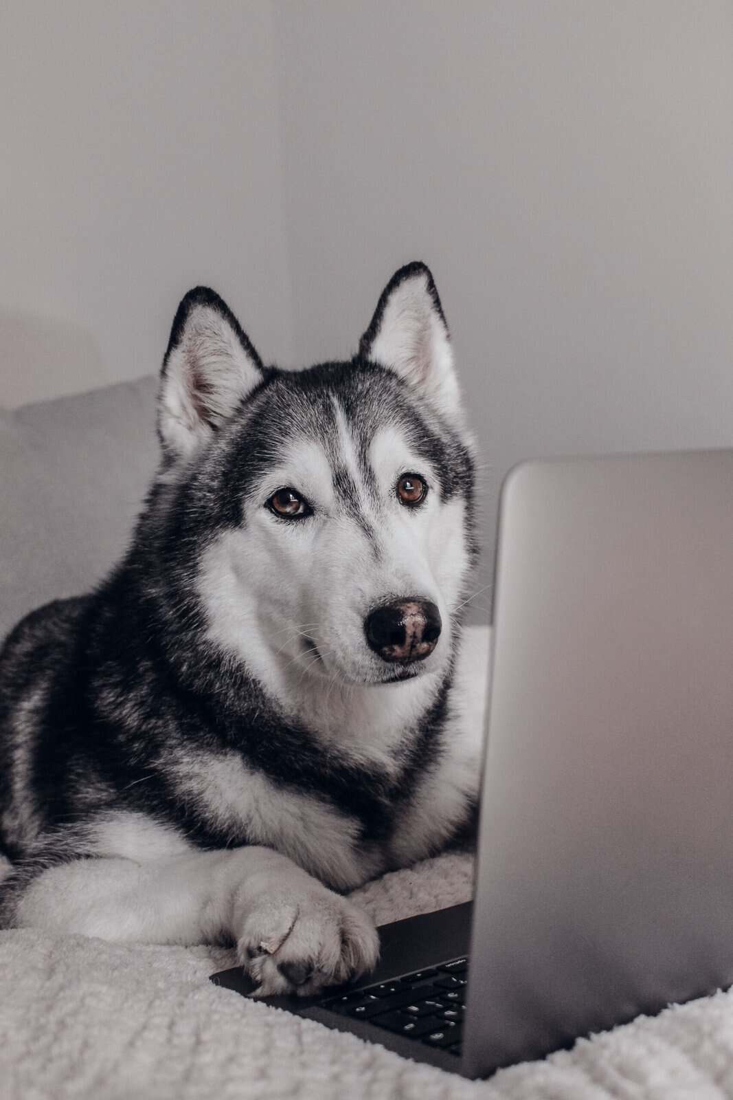 Dallas, a Siberian Husky, settled calmly at home during a remote training session